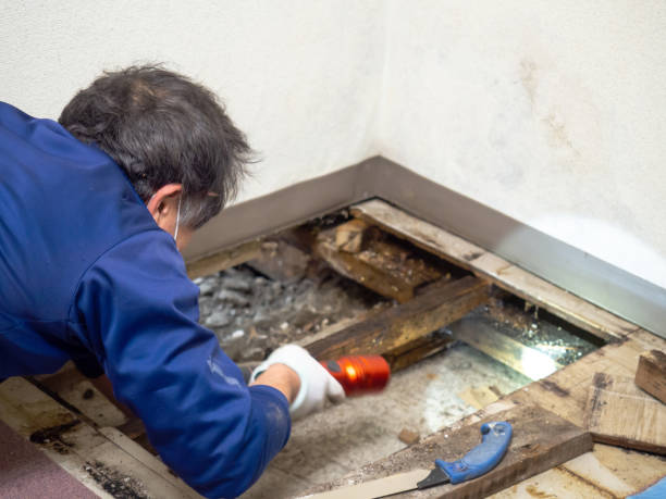 Best Water Damage Restoration  in Fredericksburg, IA