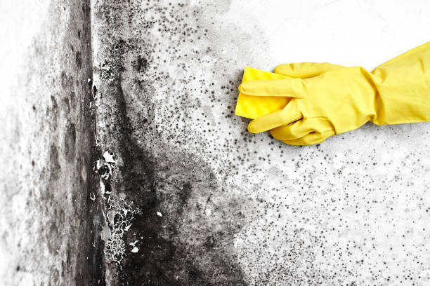 Professional Mold Removal in Fredericksburg, IA