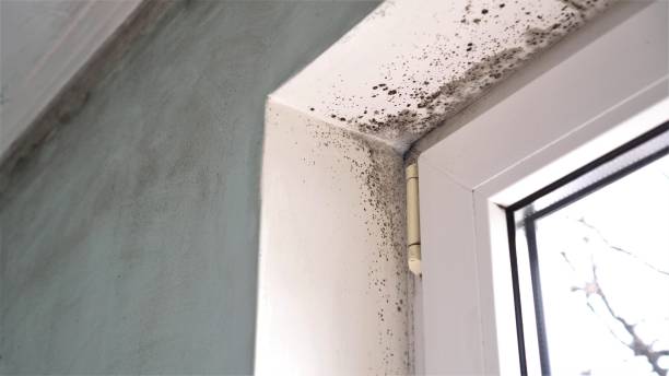 Mold Testing and Removal in Fredericksburg, IA