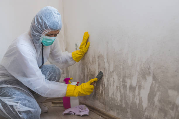 Best Fast Mold Removal  in Fredericksburg, IA