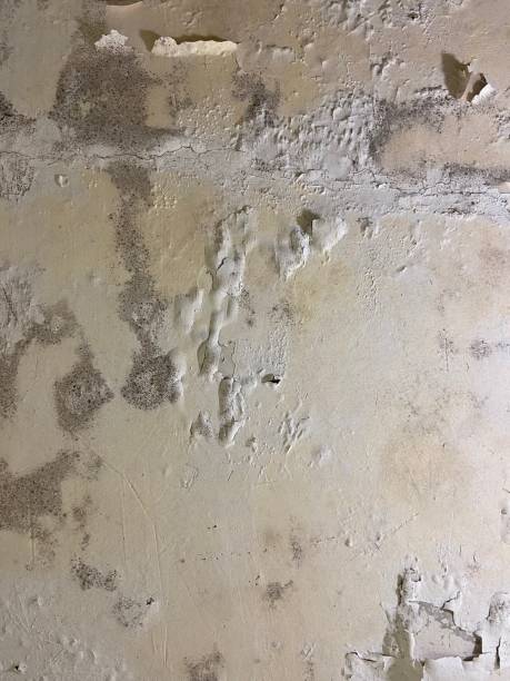 Best Toxic Mold Removal  in Fredericksburg, IA