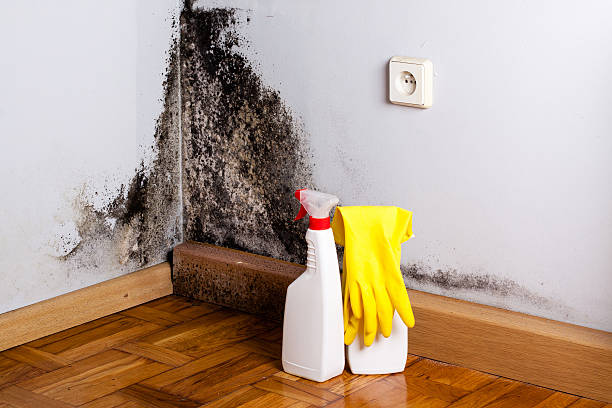 Best Local Mold Removal Service  in Fredericksburg, IA