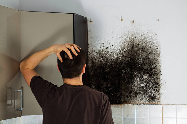Best Mold Damage Repair  in Fredericksburg, IA