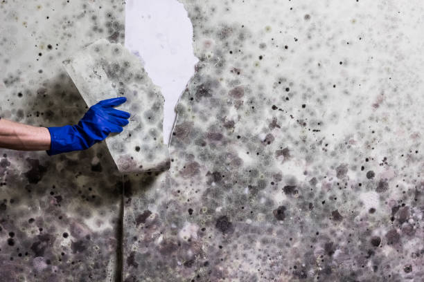 Certified Mold Removal in Fredericksburg, IA