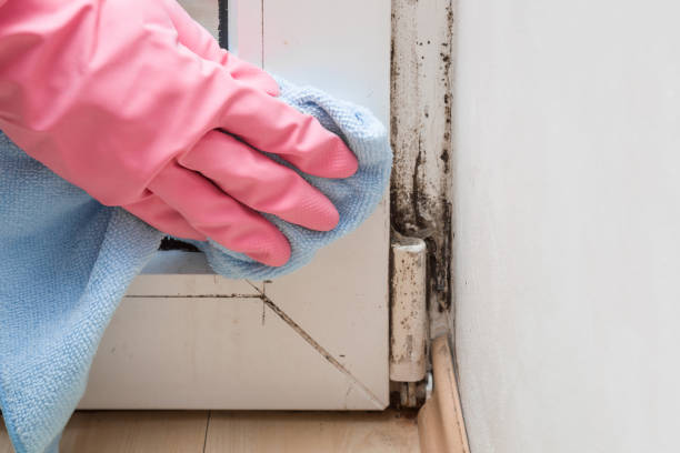 Best Emergency Mold Removal  in Fredericksburg, IA