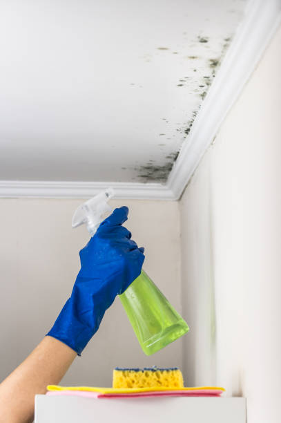 Best Mold Removal Near Me  in Fredericksburg, IA